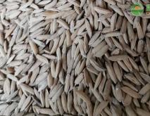 今日水稻价格多少钱一斤？水稻最新行情走势分析