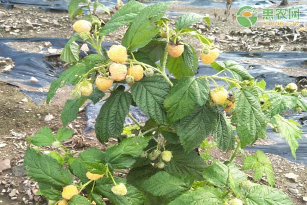金色树莓具有哪些特点？树莓常见品种有哪些？