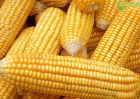 2021年玉米价格多少钱一斤？玉米价格会大幅上涨吗？