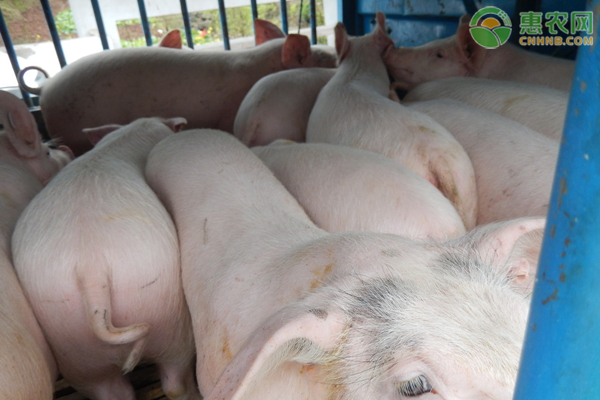 2021年生猪价格多少钱一斤？生猪价格为何下跌？