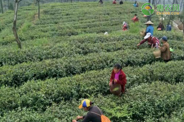 茶林征收怎么补偿？每亩地补多少钱？