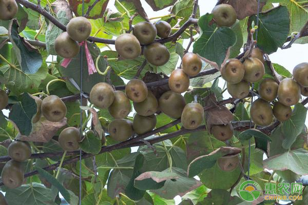 南方猕猴桃树什么品种好种？