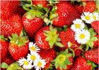 草莓春季控旺注意事项