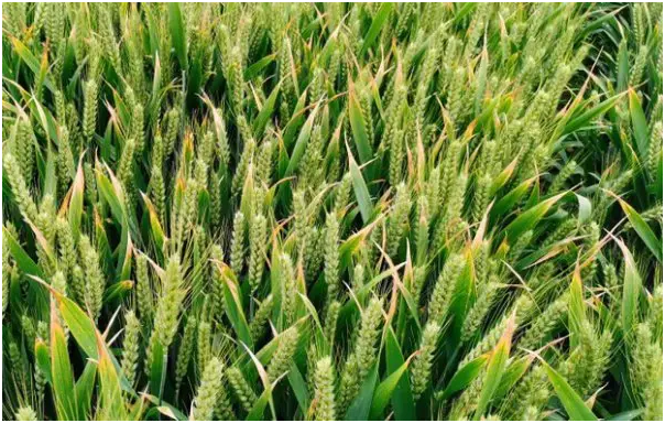 小麦种子播种前怎么处理出苗快、出苗齐