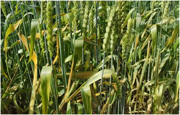 小麦什么时候播种合适 至晚什么时候播种