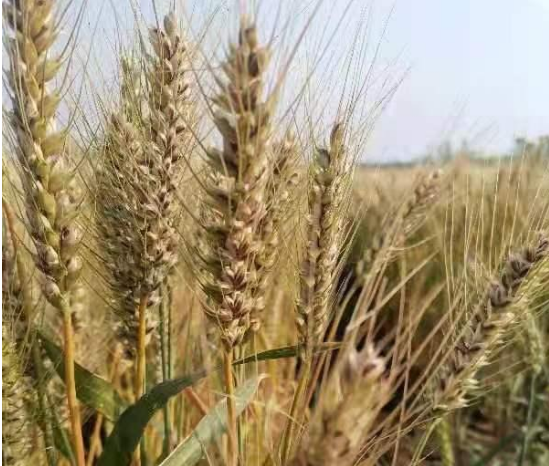 小麦病虫害都有哪些 怎么进行防治