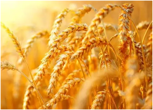 小麦拌种用噻虫嗪和吡虫啉有何差异 哪个更好