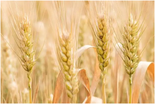 小麦什么季节成熟 小麦什么时候收割小麦