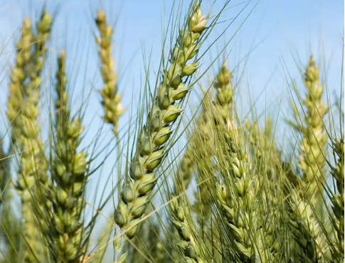 小麦扬花期能浇水吗 小麦扬花期下雨有影响吗
