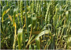 小麦什么时候播种合适 至晚什么时候播种