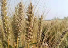 小麦病虫害都有哪些 怎么进行防治