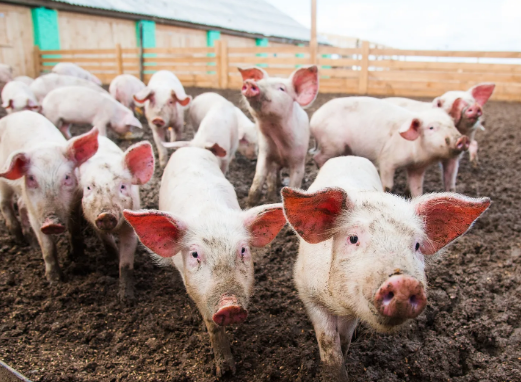 生猪养殖的常见问题及疫病防控