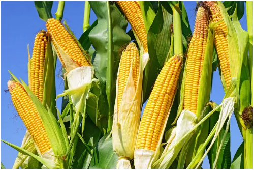 玉米需肥规律 施肥技术