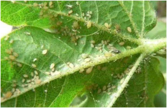蚜虫危害有哪些 防治蚜虫土办法