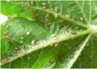 蚜虫危害有哪些 防治蚜虫土办法