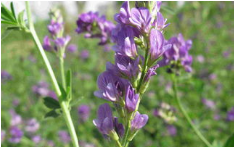 紫花苜蓿亩产量，紫花苜蓿亩产多少斤？