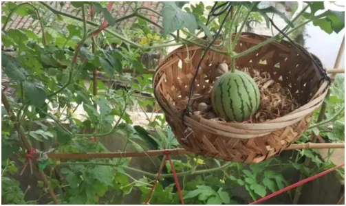 西瓜如何吊曼种植 西瓜吊蔓高产栽培