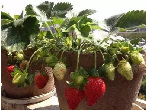 盆栽草莓立体种植技术