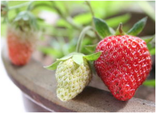 草莓种植要点：草莓采摘后田间管理方法