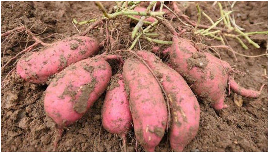 山芋是红薯吗 山芋育苗与种植技术要点