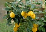 柠檬幼树的管理方法