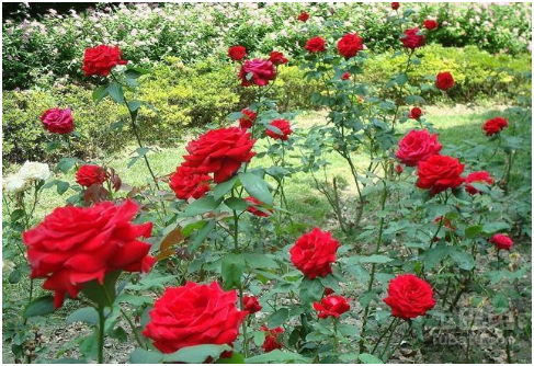 玫瑰花种植方法 如何施肥 施肥方法