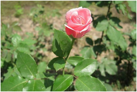 玫瑰花怎样种植 玫瑰花的种植方法