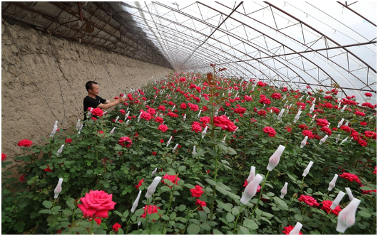 冬季阴雨天玫瑰如何管理，冬季阴雨天玫瑰管理技术