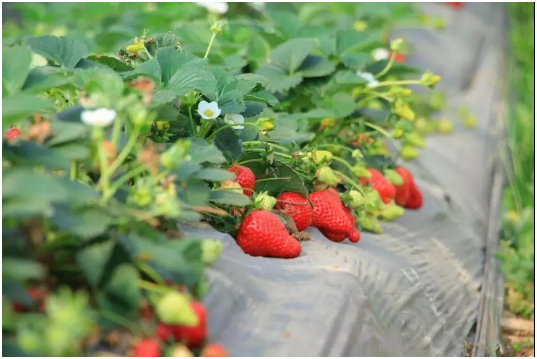 秋栽草莓有哪些品种 种什么品种收益好