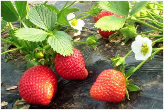 三月草莓种子发芽什么时候能结果 三月草莓好吃吗