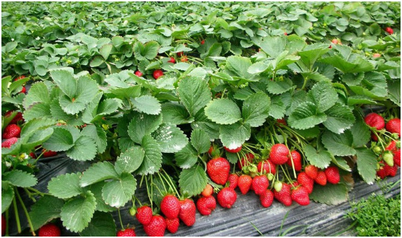 大棚草莓一年结几次果 大棚草莓种植技术与管理