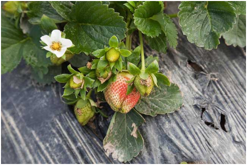 露天草莓种植时间 露天草莓种植方法