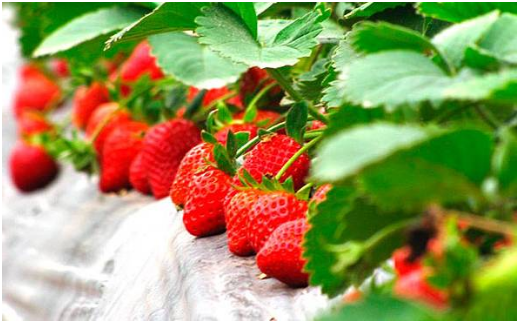 四季草莓品种排名 适合四季栽培的草莓