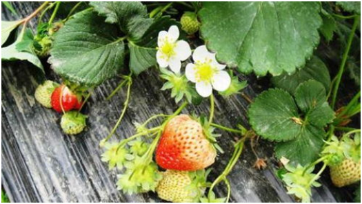 草莓大棚栽培技术 温湿度控制 注意事项