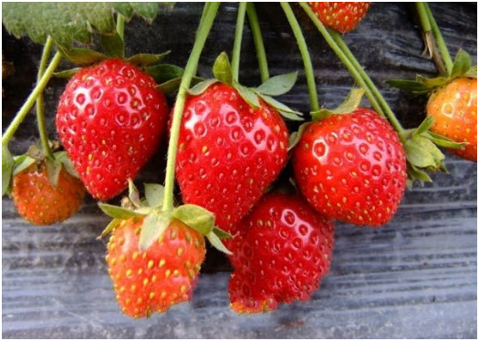 冬季草莓大棚怎么栽培 栽培技术要点