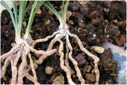 多菌灵可以直接浇灌吗 如何使用多菌灵灌根