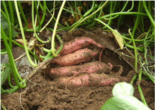红薯的虫害有哪些 红薯虫害如何防治效果好