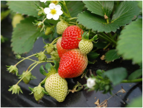 草莓病虫害有哪些 发生规律 防治方法