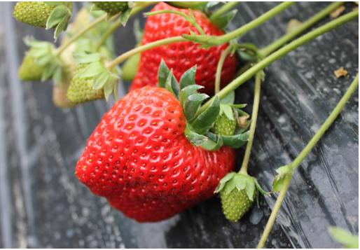 草莓不结果原因 草莓畸形果原因 防治方法
