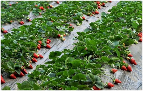 草莓生长特性 生长过程 影响果实发育环境有哪些