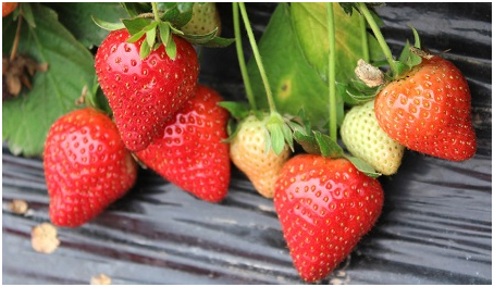 草莓种植方法 对环境要求 种植时间