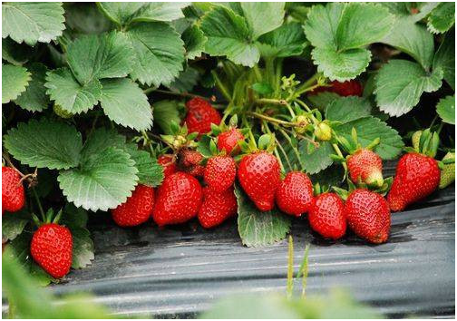 四季草莓品种哪个好 草莓高产种植技术