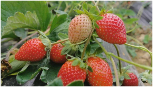 冬天草莓怎么保存不会坏 草莓冬天会冻死吗