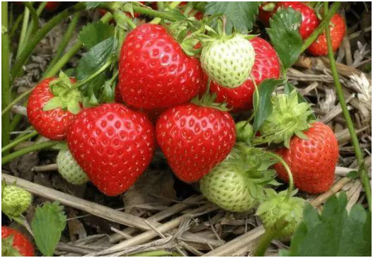 草莓怎么施肥 草莓种植技巧 施肥注意事项