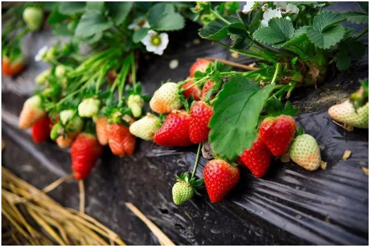 草莓怎么控旺 草莓矮化蹲苗用什么药