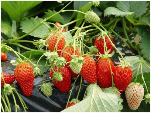 大棚草莓什么时间施肥好 大棚草莓施肥技术
