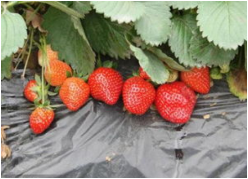 四季草莓长什么样子 四季草莓一年结几次果