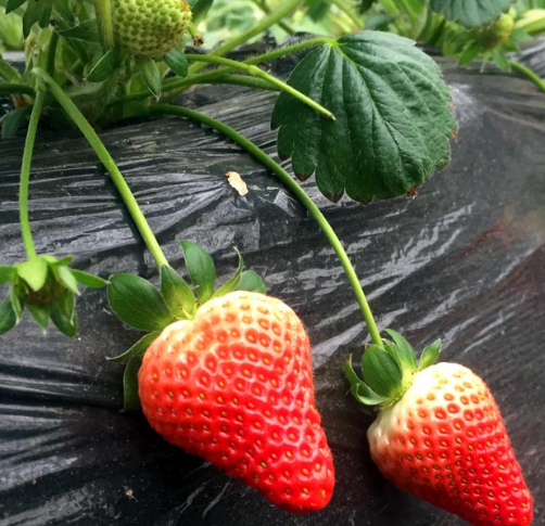 春季草莓旺长怎么办 如何防治草莓旺长