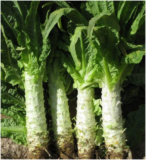 莴苣为什么会裂茎 莴苣裂茎的预防措施