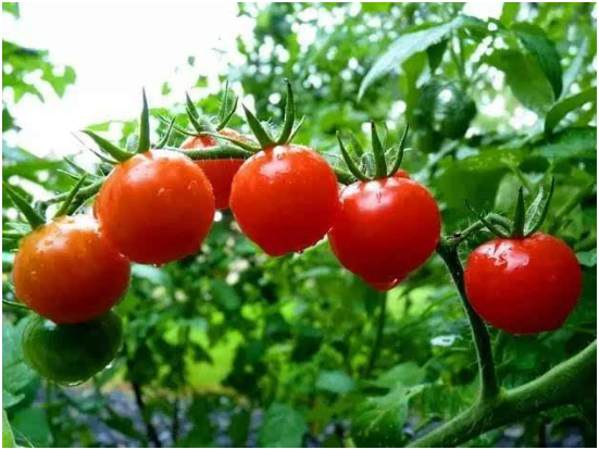 冬季西红柿怎样管理？